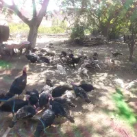 بوقلمون محلی|حیوانات مزرعه|شاهرود (اردبیل), |دیوار