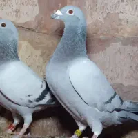 چنتا کبوتر مسافتی اصل