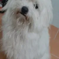 سگ شیتزو مهربان.