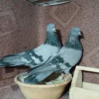 کفتر پرشی ساعت سنگین