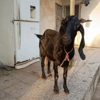 بزپاکستانی|حیوانات مزرعه|سنگدوین, |دیوار