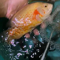 ماهی اسکار بالغ