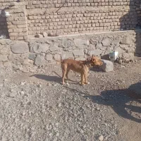 سگ پیتبول ماده زرنگ