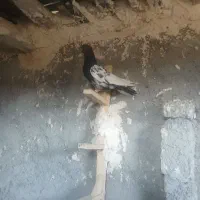 ۱۲ارتیس همه هوایی ساخته شده به شرط