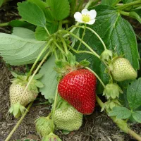 نهال توت فرنگی