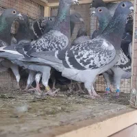 کبوتر پلاکی غریب ۵۷ عددی رنجر بوم|پرنده|مبارکه, |دیوار