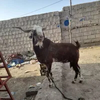 پاچن|حیوانات مزرعه|ایرانشهر, |دیوار