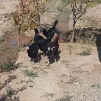 خروس و مرغ لاری