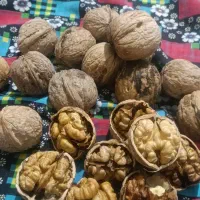 گردوی محلی مراغه و ملکان|خوردنی و آشامیدنی|میانه, |دیوار