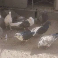 تعدادی کبوتر ...|پرنده|بافت, |دیوار