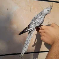 عروس پاریس ملاثانی