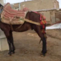 اسب ۶ سال ویرقه تند