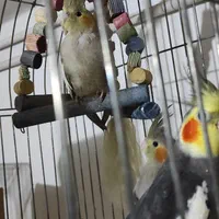 پرورش عروس هلندی|پرنده|همدان, |دیوار