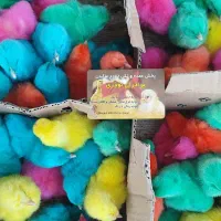 جوجه محلی اردک رنگی