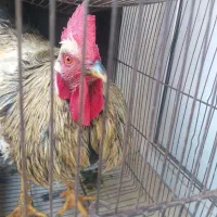 خروس  چاق وچله