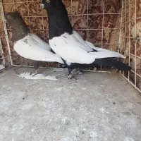نروماده سینه سیاه