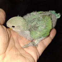 جوجه سرلاکی طوطی برزیلی|پرنده|تهران, تهرانپارس جنوبی|دیوار