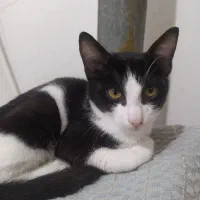 گربه ملوس|گربه|رشت, حومه رشت|دیوار