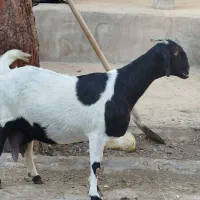 بزپاکستانی‌3قلوزا