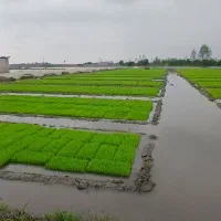 فروش نشاء جعبه ای برنج، آماده کشت