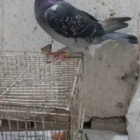 سینه سیاه چنگ سفید|پرنده|شیراز, رکن‌آباد|دیوار