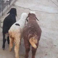 بره ماده