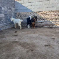 سه راس  بزغاله نر