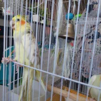 عروس هلندی نر