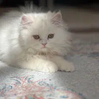 گربه|گربه|ماکو, |دیوار