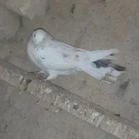 کبوتر|حیوانات|شاهرود, |دیوار