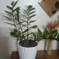گلدان گل طبیعی