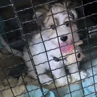 پودل اشپیتز سفید قهوه ای