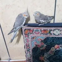 یک جفت عروس هلندی دستی