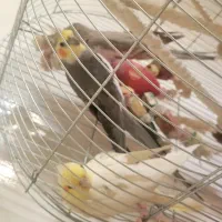 یک جفت عروس هلندی سخنگو با یک جوجه ۶ ماهه|پرنده|بومهن, |دیوار