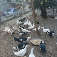 اردک اسرائیلی نر و ماده درشت و سنگین وزن