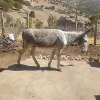 الاغ آرم و زرنگ