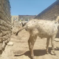 الاغ گله ای ماده