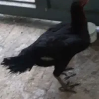 مرغ لاری نسل