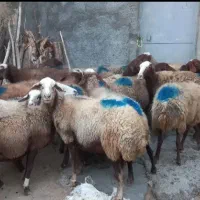 گوسفند و بره بز و تی بز|حیوانات مزرعه|خرمآباد, |دیوار
