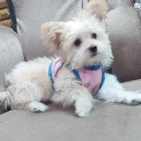 توله ماده کیوت|سگ|محلات, |دیوار