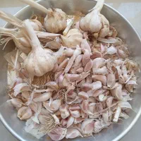بذر سیر جهت کاشت سیر سبز
