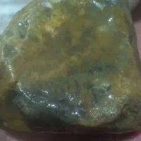 انواع شجرفارس