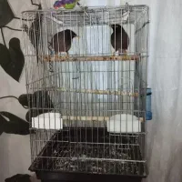 جفت مرغ مینا