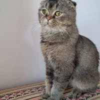 واگذاری گربه اسکاتیش گلد نر ۲سال ونیم|گربه|تهران, شهرک چیتگر|دیوار