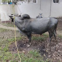 ورزا .گاونر