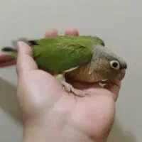 طوطی گرینیچک|پرنده|اهواز, کوی علوی|دیوار