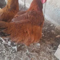 محلی تخم گذار