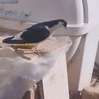 نر وماده خالتک سیاه نر سده سیاه ماده همراه باجوجه