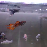 بچه ماهی گوپی و مولی|ماهی|کرمانشاه, |دیوار