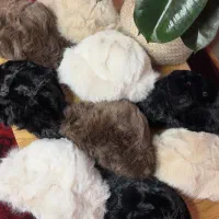 کلاه روسی|لباس|شیروان (خراسان), |دیوار